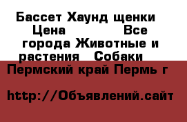 Бассет Хаунд щенки › Цена ­ 20 000 - Все города Животные и растения » Собаки   . Пермский край,Пермь г.